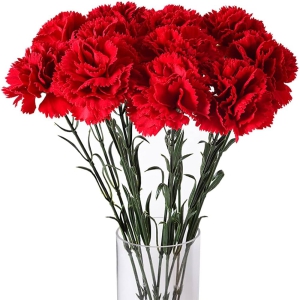 Alanya Flower Order - Carnations