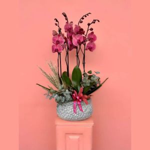  Blumenversand Alanya - Die Orchideen