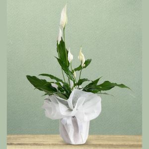  Alanya Florists - Potted Flowers