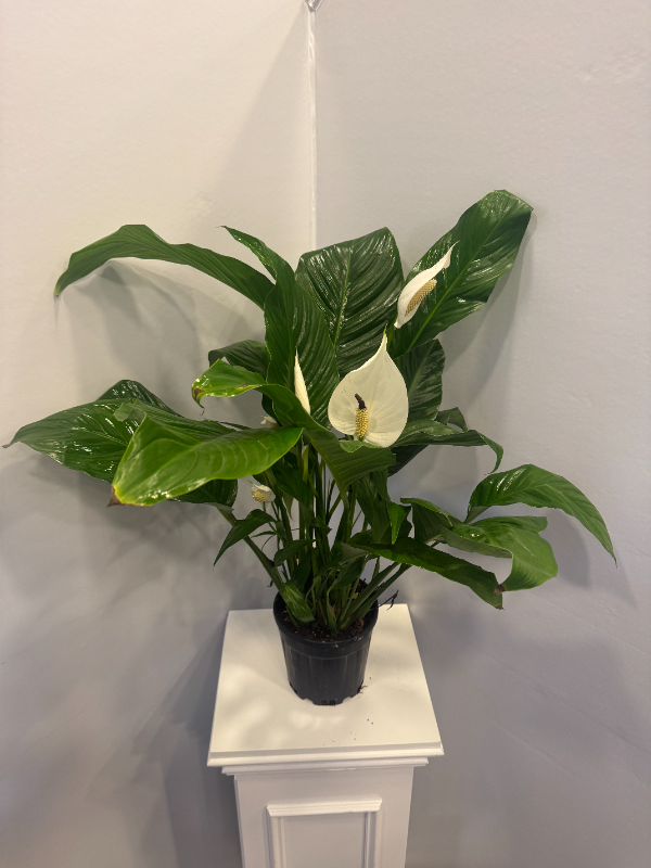  Alanya Florists - POTTED PEACE FLOWER