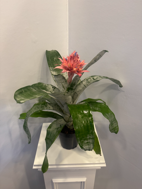  Alanya Florists - GUZMANIA FLOWER IN A POT