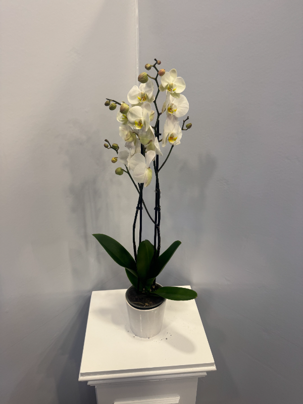  Alanya Florists - POTTED WHITE ORCHID