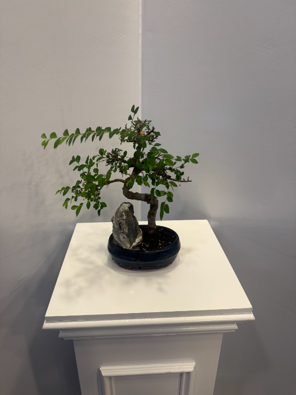  Alanya Çiçekler - SAKSI BONSAİ
