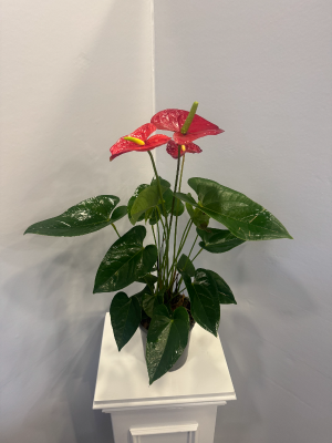  Alanya Florists - POTTED WHITE ORCHID