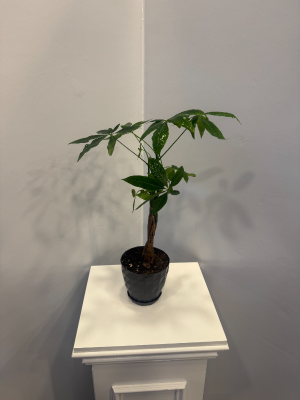  Alanya Florists - POTTED WHITE ORCHID